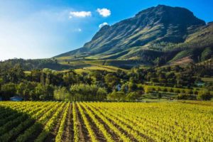 Discover Pinotage Wine, South Africa’s Signature Grape Variety