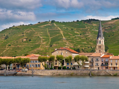 Roussanne Grape Variety Growing Regions (Rhone Valley)