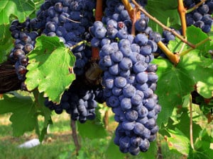 Sangiovese Grape Characteristics & Wine Profile | Winetraveler.com