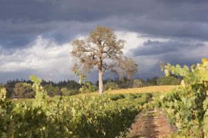 Sangiovese Wine Grapes Growing in the Vineyard | Winetraveler.com