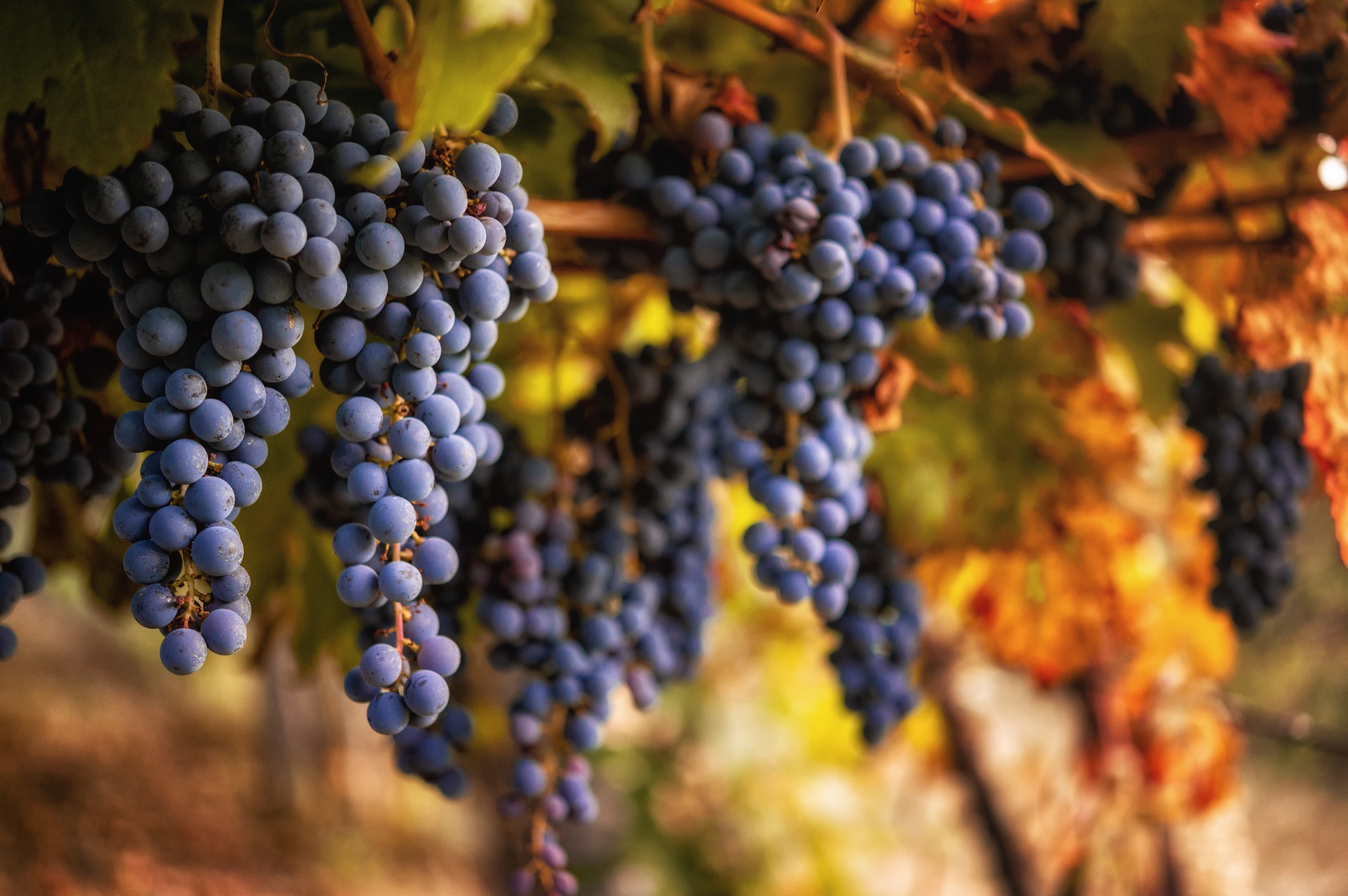 Sangiovese Taste Characteristics, Pairings & Wines to Try