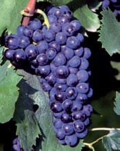 Sangiovese Wine Grapes Growing in Tuscany | Winetraveler.com
