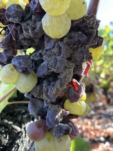 A good example of Botrytis affected Semillion grapes in Barsac. The cluster is only about 50% affected, so these grapes will be picked and then a second pass will be taken some days later to finish picking the cluster.