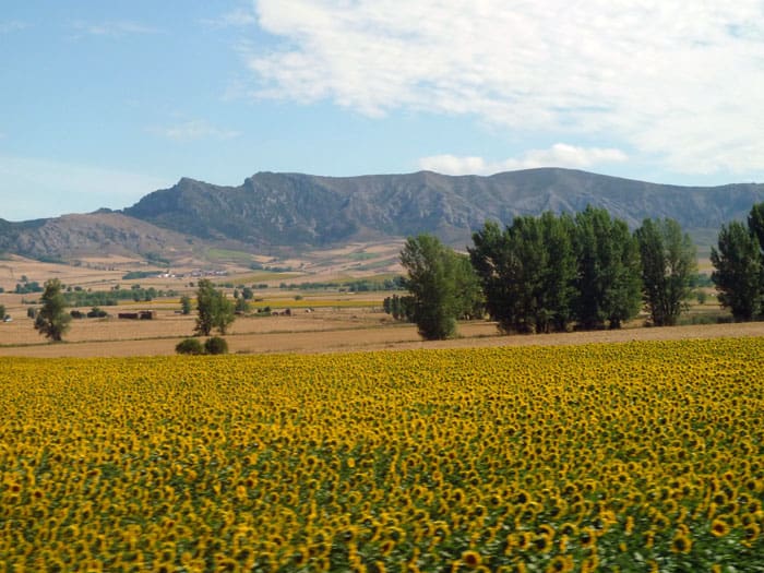 Sunflower Fields in Andalucia and Ronda, Spain | Winetraveler.com