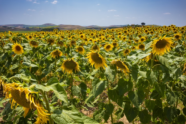 Sunflower fields near Ronda Spain