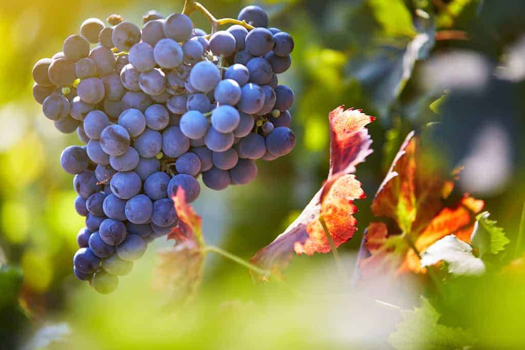 Guide To The Syrah Grape Variety Characteristics, Taste & Food Pairings | Winetraveler.com