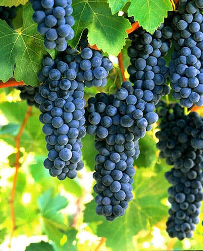 Syrah Grape Variety Characteristics | Winetraveler.com