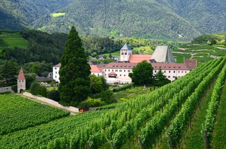 Teroldego Grape Variety Characteristics, Taste Profile & Food Pairings