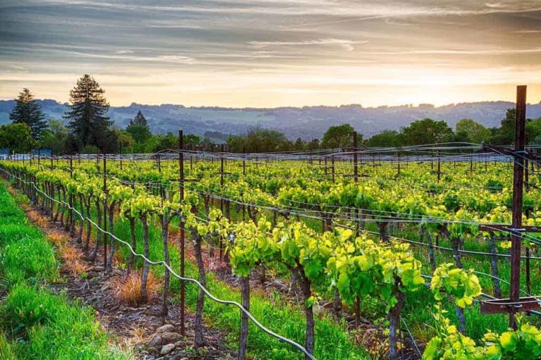Visa Signature Wine Tasting Benefits in Sonoma County and Beyond