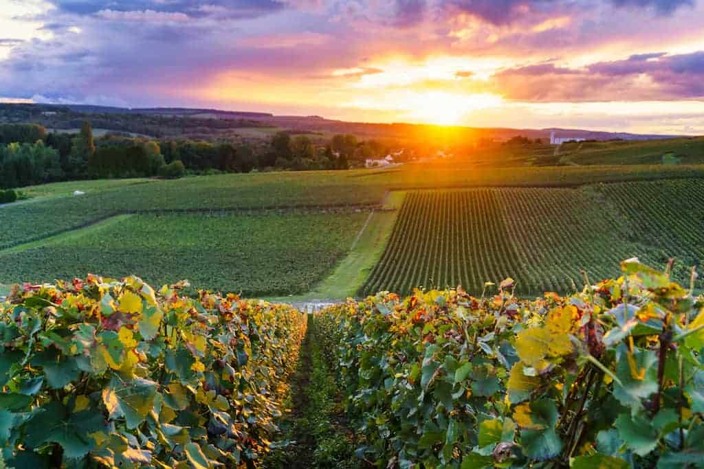 Champagne wine region
