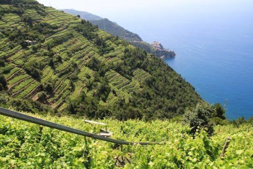 Corniglia | What is Cinque Terre Known For? | Winetraveler.com