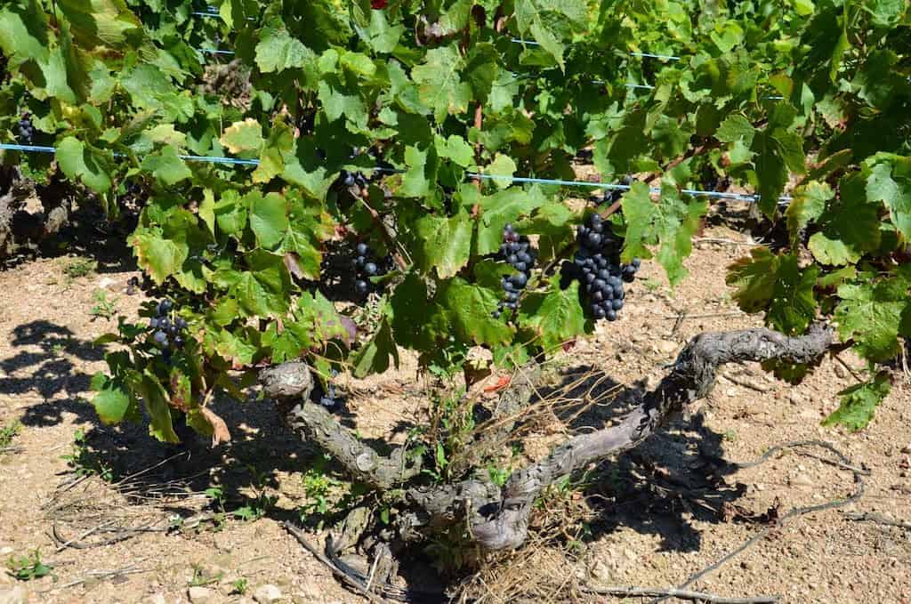 Gamay Wine & Grape Variety Characteristics •