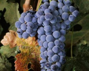 Merlot Grape Variety Characteristics | Winetraveler.com