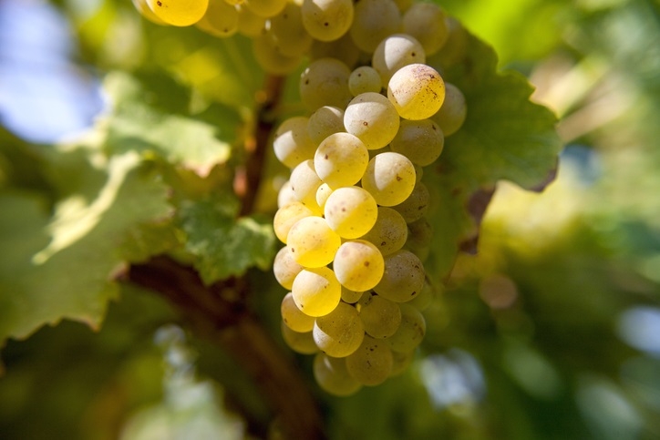 Riesling Wine Profile: Taste, Pairings & Recommendations