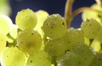 Riesling Wine Taste Description & Grape Variety Guide | Winetraveler.com