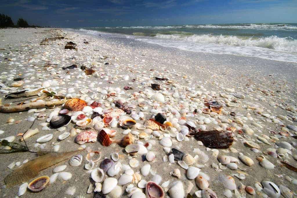Guide To Wine Tasting & Shelling on Sanibel Island •