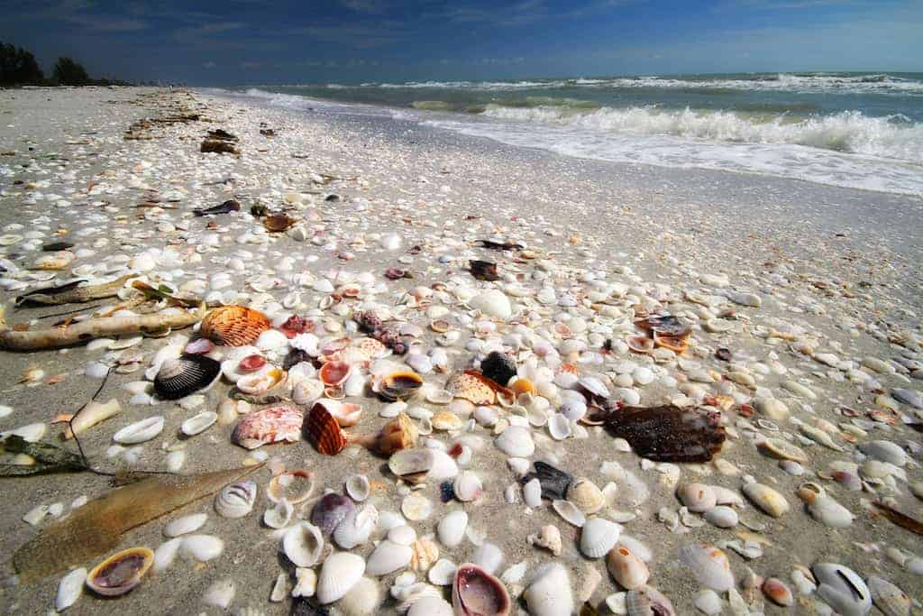 Essential Tips For Shell Hunting on Sanibel Island •