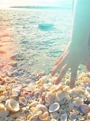 Sanibel Island Shelling Guide & Wine Tasting Restaurants | Winetraveler.com