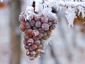 What Is Ice Wine? A Guide to Sweet Ice Wine (also known as Eiswein) | Winetraveler.com