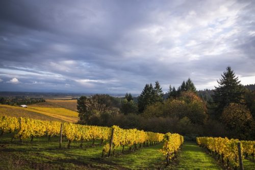 The Essential Willamette Valley Itinerary and Wine Region Guide | Winetraveler.com