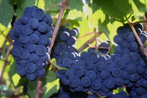 Willamette Valley Pinot Noir Wines | Winetraveler.com