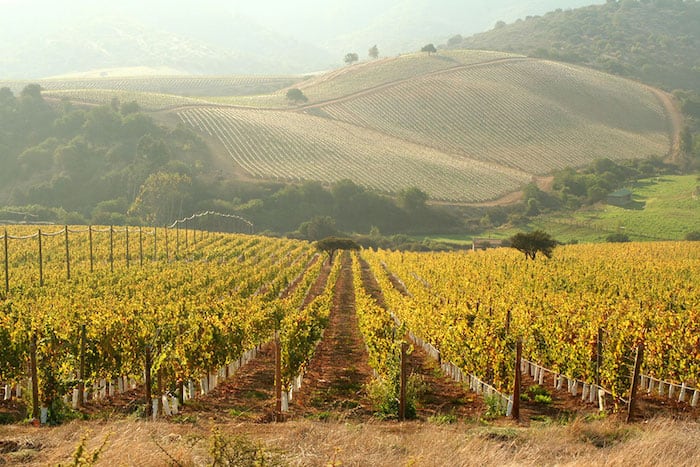 Aconcagua Valley - Chile Wine Country | Winetraveler.com