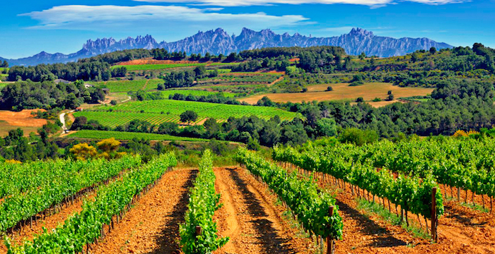 Guía de vinos espumosos de Champagne - ¿Qué es el cava de España?  |  Winetraveler.com