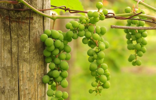 Chablis Wine Grapes - Burgundy Chardonnay | Winetraveler.com