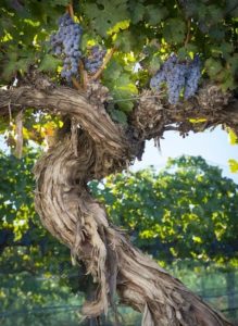 Columbia Valley AVA Washington State Grape Varieties | Columbia Valley Wine | Winetraveler.com