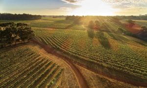 Leeuwin Estate Winery