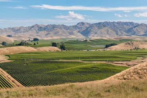 Aerial view of Sauvignon Blanc vineyards in Marlborough New Zealand