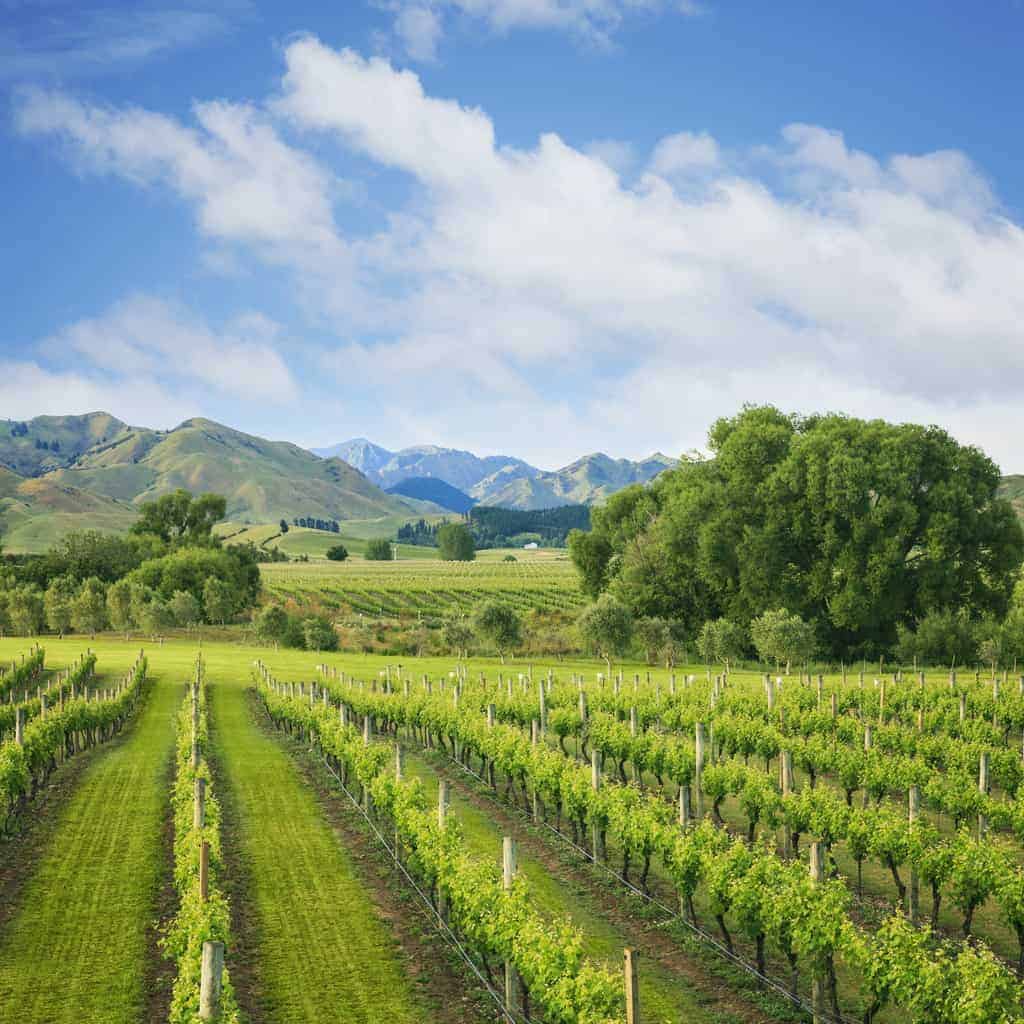Marlborough Sauvignon Blanc: Wines To Buy, Tasting Notes & Regional Information