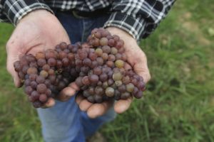Best Ohio Wineries and Vineyards to go Wine Tasting | Winetraveler.com