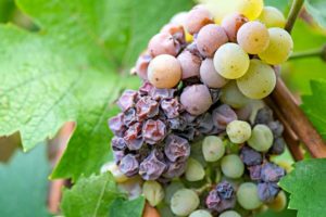 What is Sauterne Wine? French Dessert Wine from Bordeaux | Winetraveler.com