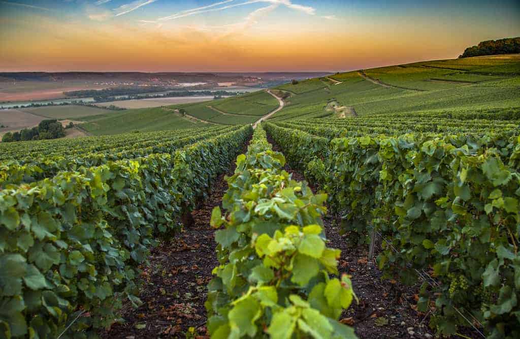 View of the vineyards in Champagne, France