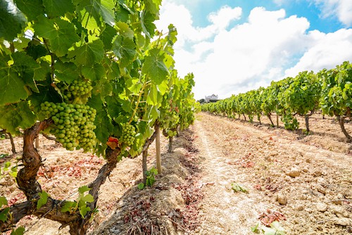 Tempranillo Wine Grape Variety Information & Taste | Winetraveler.com