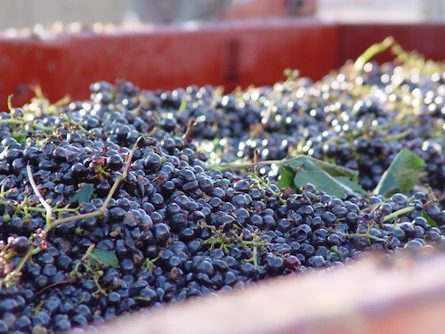 Tempranillo Tasting Notes | Winetraveler.com