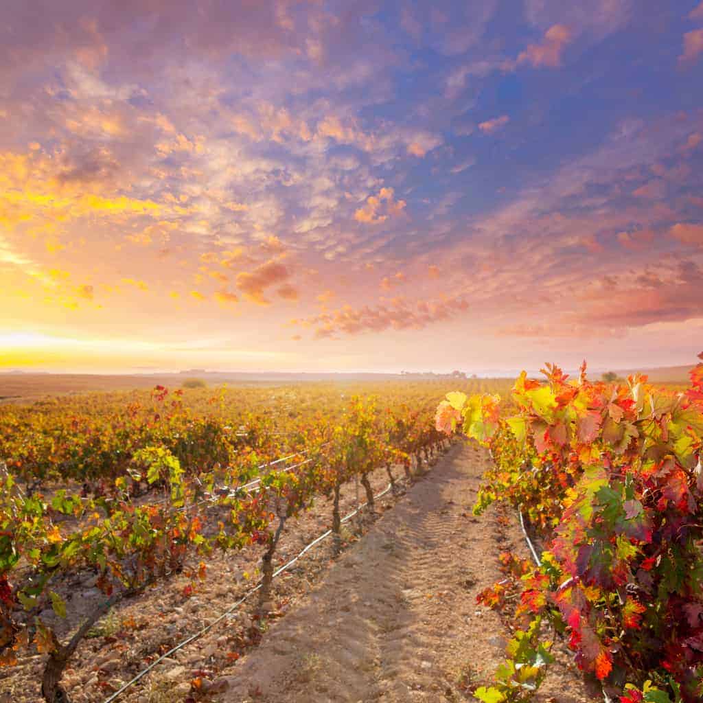 Tempranillo Wine Taste & Grape Variety Information
