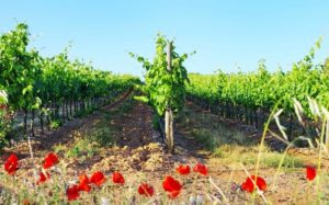 Discover Vinho Verde Wine • A Portuguese Novelty