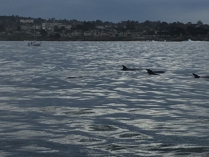 Whale Watching with Monterey Bay Whale Watch | Winetraveler.com