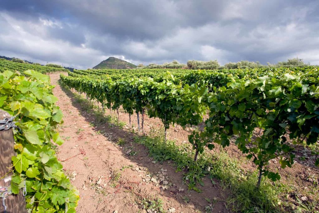 Mt. Etna Wine Region | Winetraveler.com