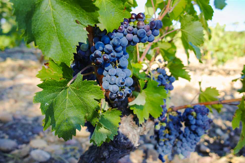 Chateauneuf du Pape Wine Grape Varieties in the Southern Rhone Valley | Winetraveler.com