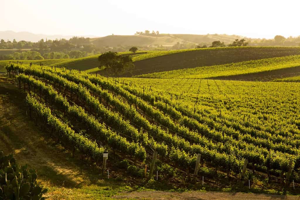 Guide to Santa Barbara Wine Tasting and the Best Wineries to Visit in Santa Barbara | Winetraveler.com