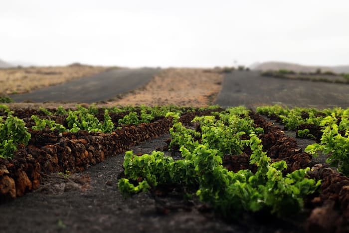 El Grifo Winery, Vines Grow in Volcanic Soil on the Canary Islands in Spain | Winetraveler.com