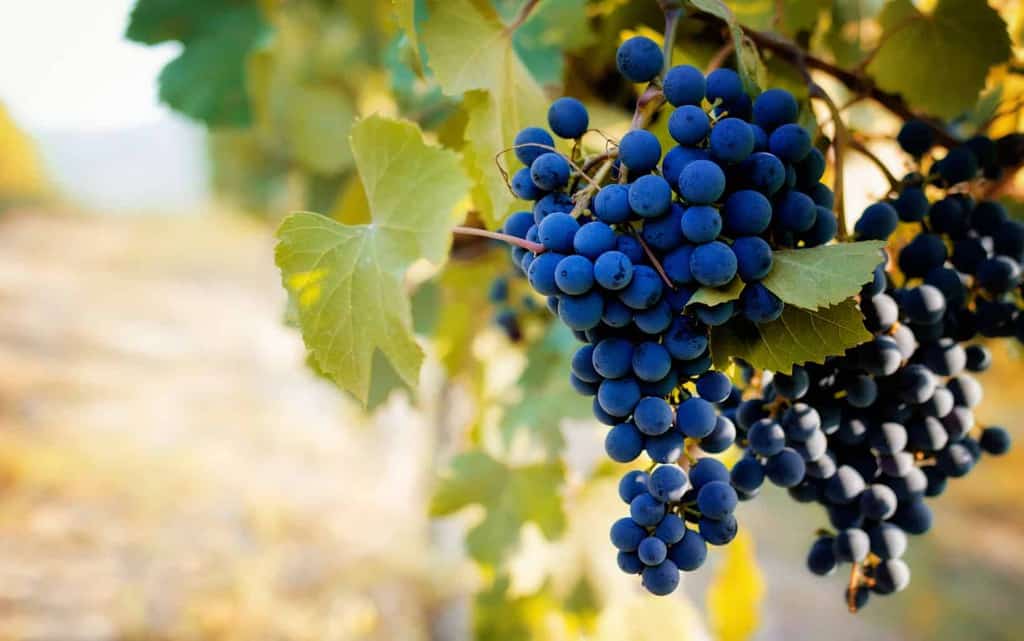 Barbaresco Wine Tasting Notes, Food Pairings and Origins | Winetraveler.com