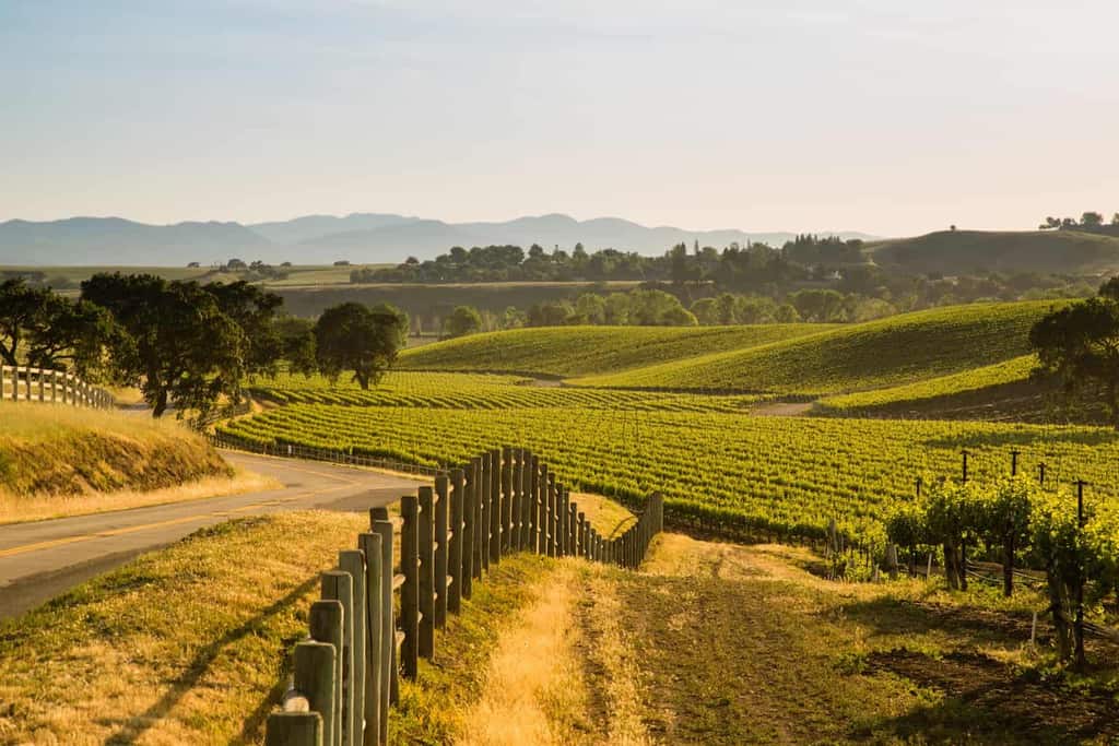 Trending West Coast Wine Regions in the United States | Winetraveler.com