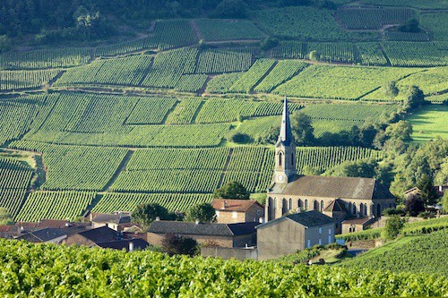 The Best Pinot Noir Food Pairings | Pinot Noir Vines at Vergisson Vineyards Burgundy, France | Winetraveler.com
