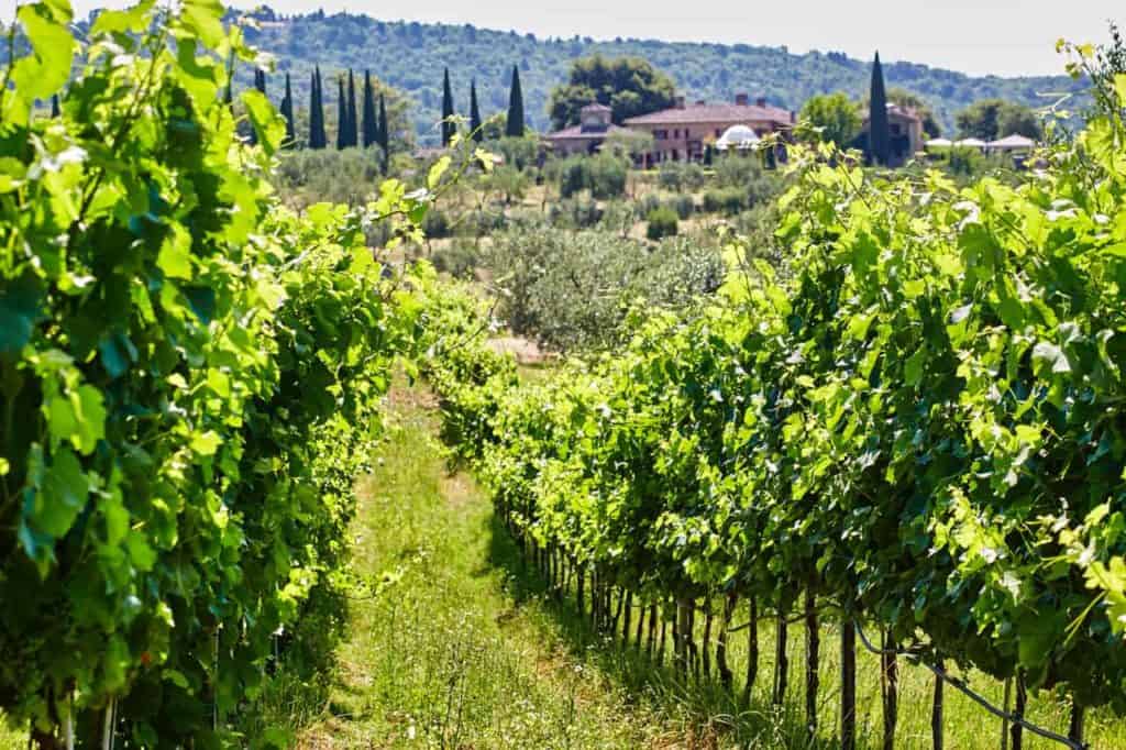 How To Start a Winery | Winetraveler.com