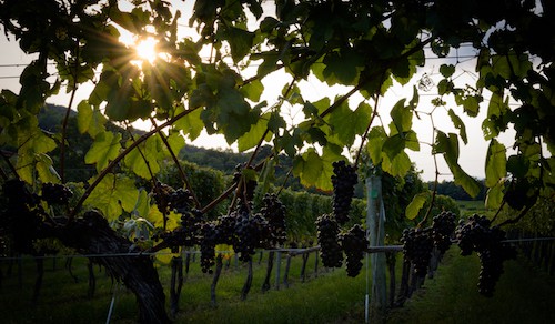 Wine Grape Varieties in Virginia Wine Country | Winetraveler.com
