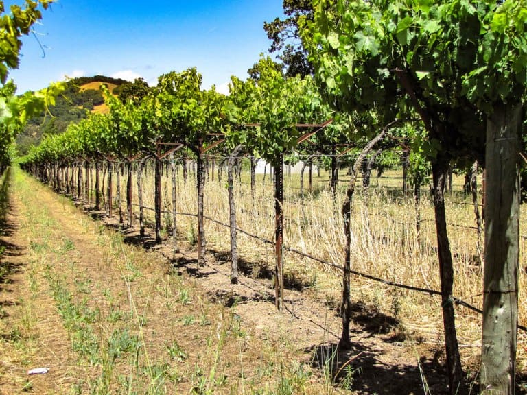 Winemaking 101 - The Art and Science of Growing Wine Grape Vines | Winetraveler.com